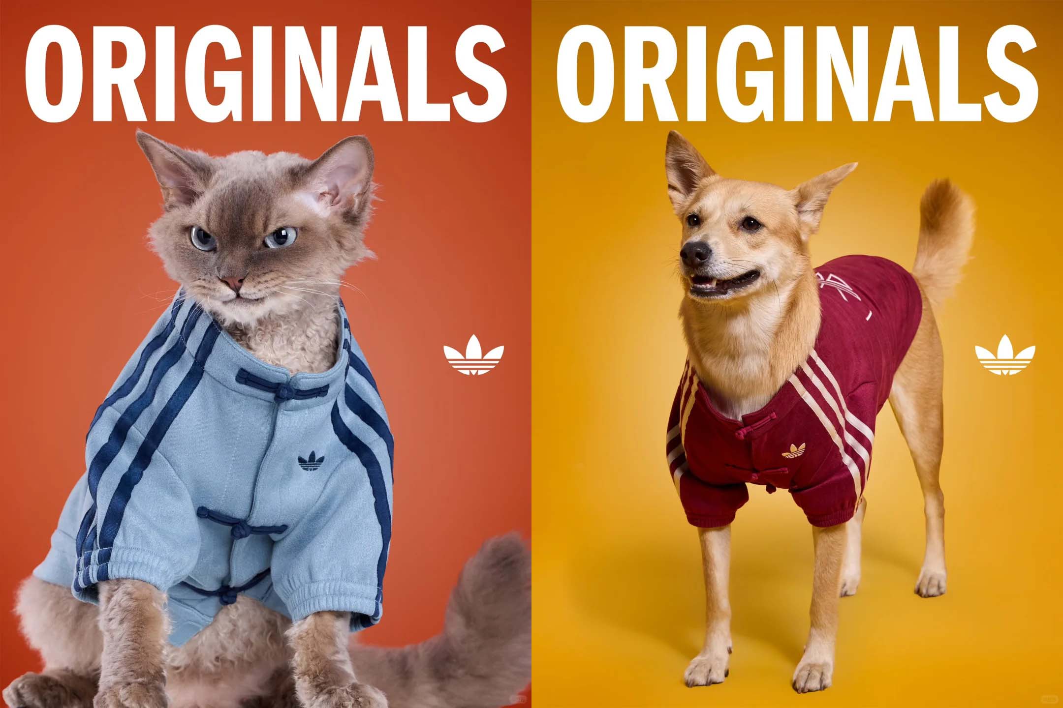 중국 아디다스에서 출시한 트레포일 펫 (trefoil pet) 시리즈를 입은 강아지와 고양이
