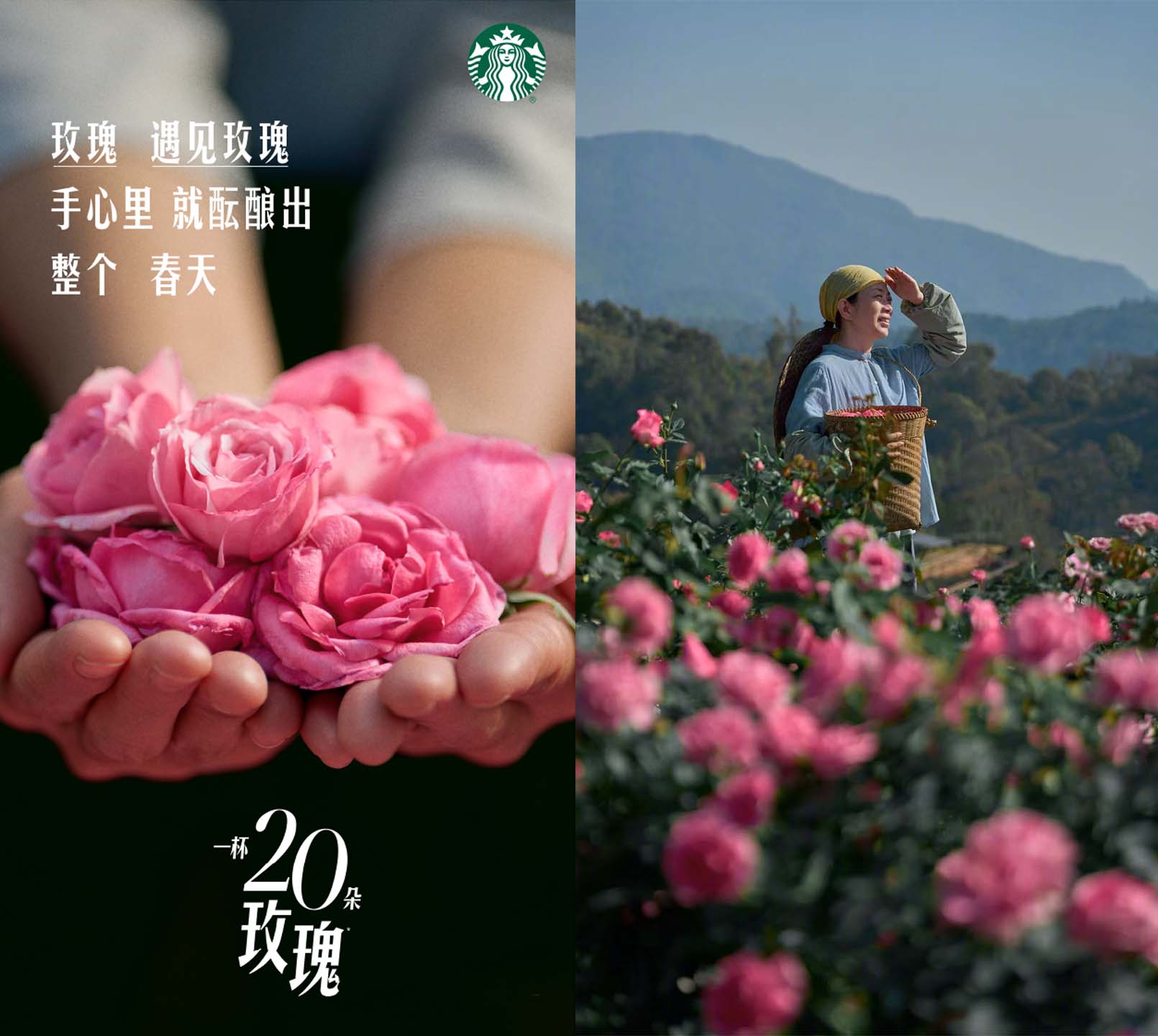 스타벅스 차이나가 출시한 음료 '로즈20' 홍보 포스터. 꽃 농부들이 재배 밭에서 장미들을 따고 있는 모습.