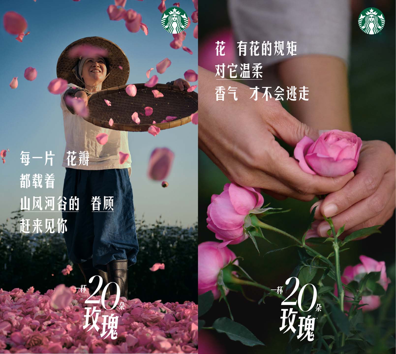 스타벅스 차이나가 출시한 음료 '로즈20' 홍보 포스터. 꽃 농부들이 밭에서 채집한 장미들을 공중에 던지고 있다. 색이 진한 겹꽃 홍장미.